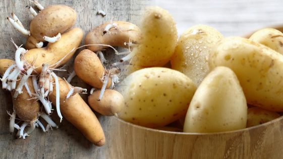 Pommes de terre: ces astuces étonnantes pour éviter qu'elles germent, ça va vous changer la vie!