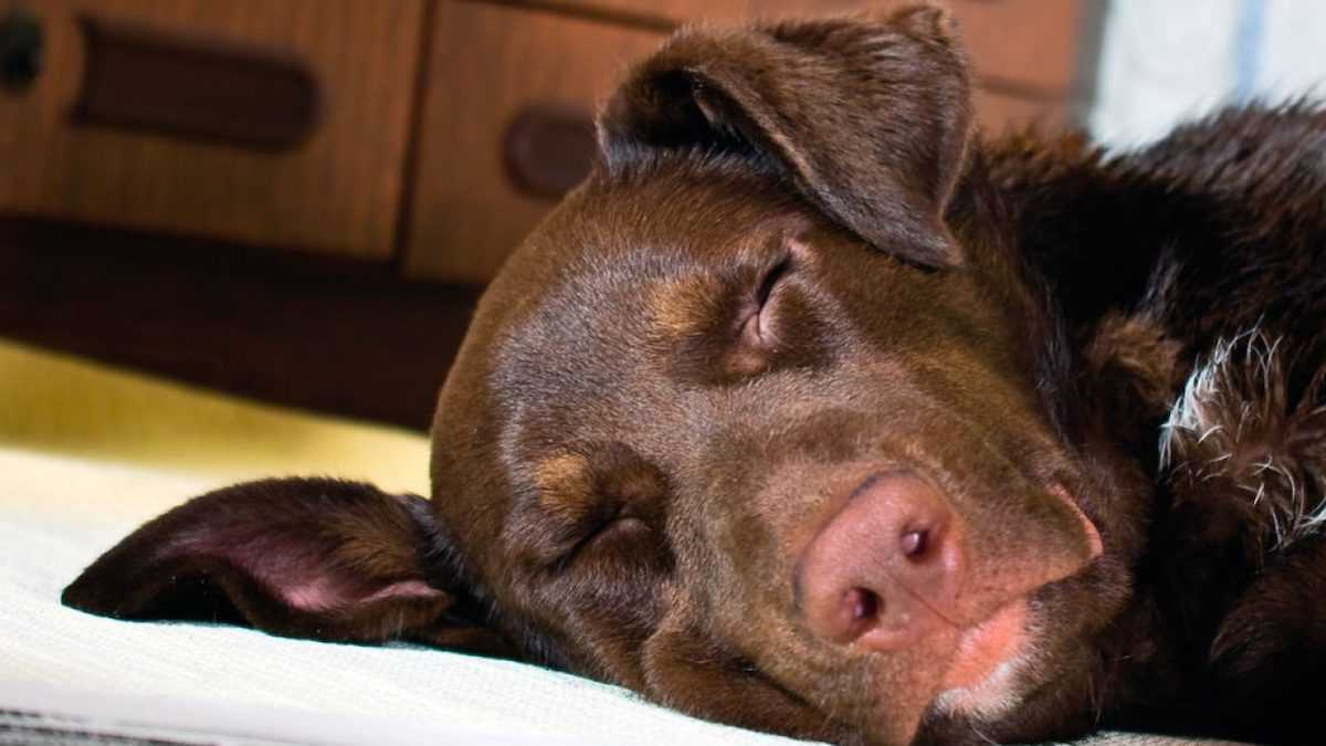 Euthanasie: Ce vétérinaire dévoile ce que ressent votre animal avant de mourir, ne le laissez jamais seul !