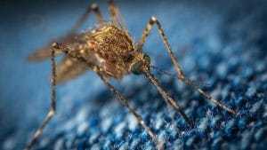 Piqûres de moustiques : Découvrez nos 4 astuces pour les éviter à tout prix !