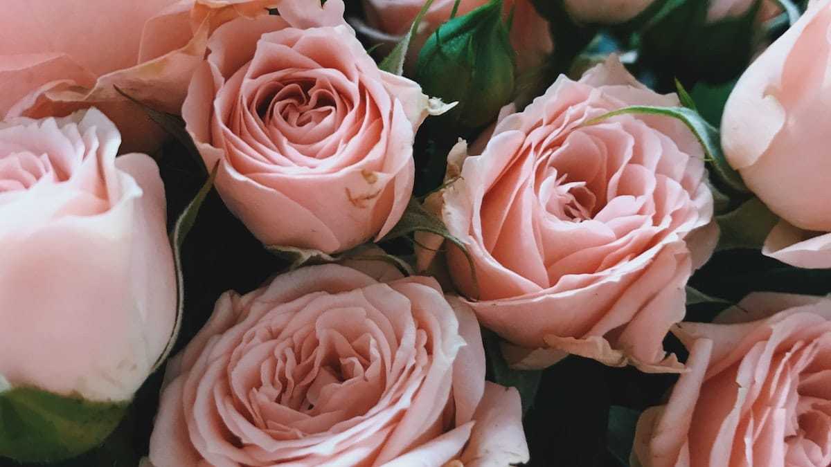 Bouquet de roses : voici comment les conserver plus longtemps encore !