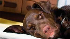 Euthanasie: Ce vétérinaire révèle et explique ce que ressent votre animal avant de mourir, ne le laissez pas seul !