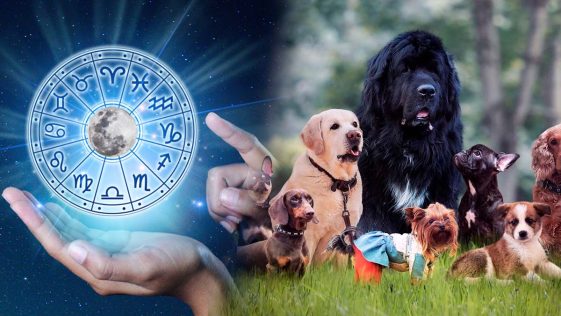 Astrologie : voici la race de chien qui correspond parfaitement à votre signe du zodiaque