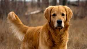 chien Astrologie : Quelle race de chien est faîte pour vous ?