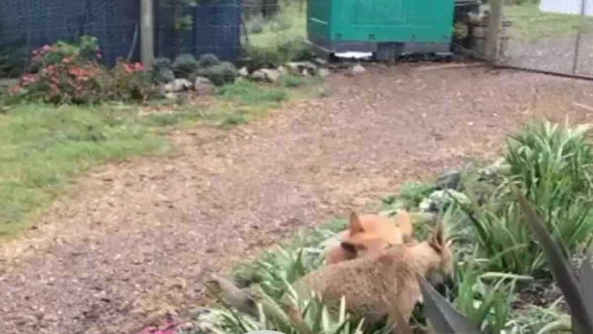 (Vidéo) Ils trouvent un chiot pleurant dans le jardin, il ne s'agit pas d'un chien, c'est une espèce en voie de disparition