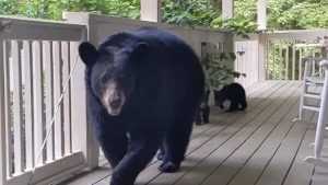 un-ours-sinvite-chez-lhomme-qui-la-aide-pour-lui-presenter-ses-petits
