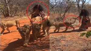 Vidéo: une femme marche seule avec des lions dans la jungle, incroyable et impressionnant !