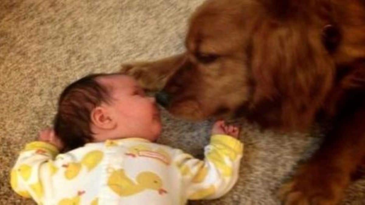 La maman laisse son bébé seul avec le chien pendant quelques secondes