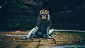 Variole du singe : les autorités sanitaires ont confirmé un 1er cas d’infection en France