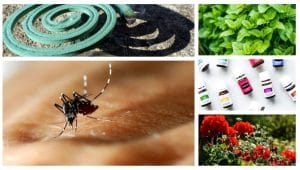Répulsifs anti-moustiques : plantes, sprays… qu’est-ce qui marche vraiment ? La réponse ici