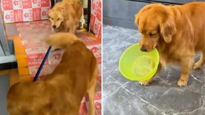 Cette vidéo poignante d’un chien qui s’occupe de sa "petite amie" bouleverse la Toile