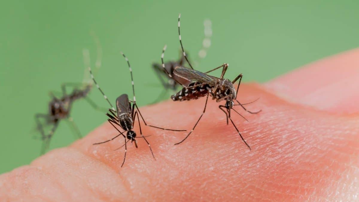 Alerte piqûre de moustique : 5 cas de maladie grave confirmés en France, le point ici
