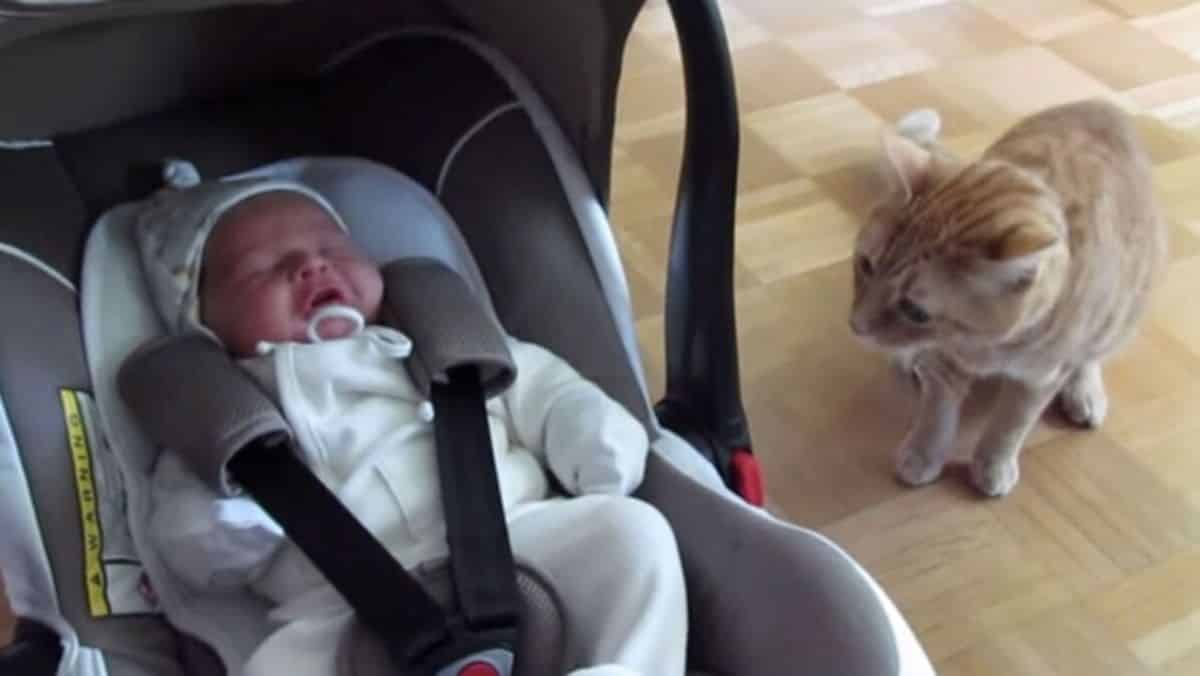 Elle présente son nouveau-né à ses chats et c’est le choc, rien ne se passe comme prévu