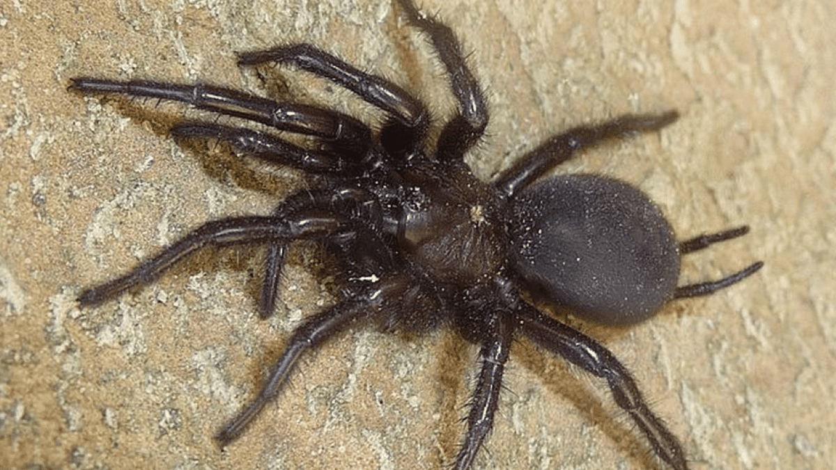 L’une des plus grosses araignées d’Europe repérée en France! Faites attention