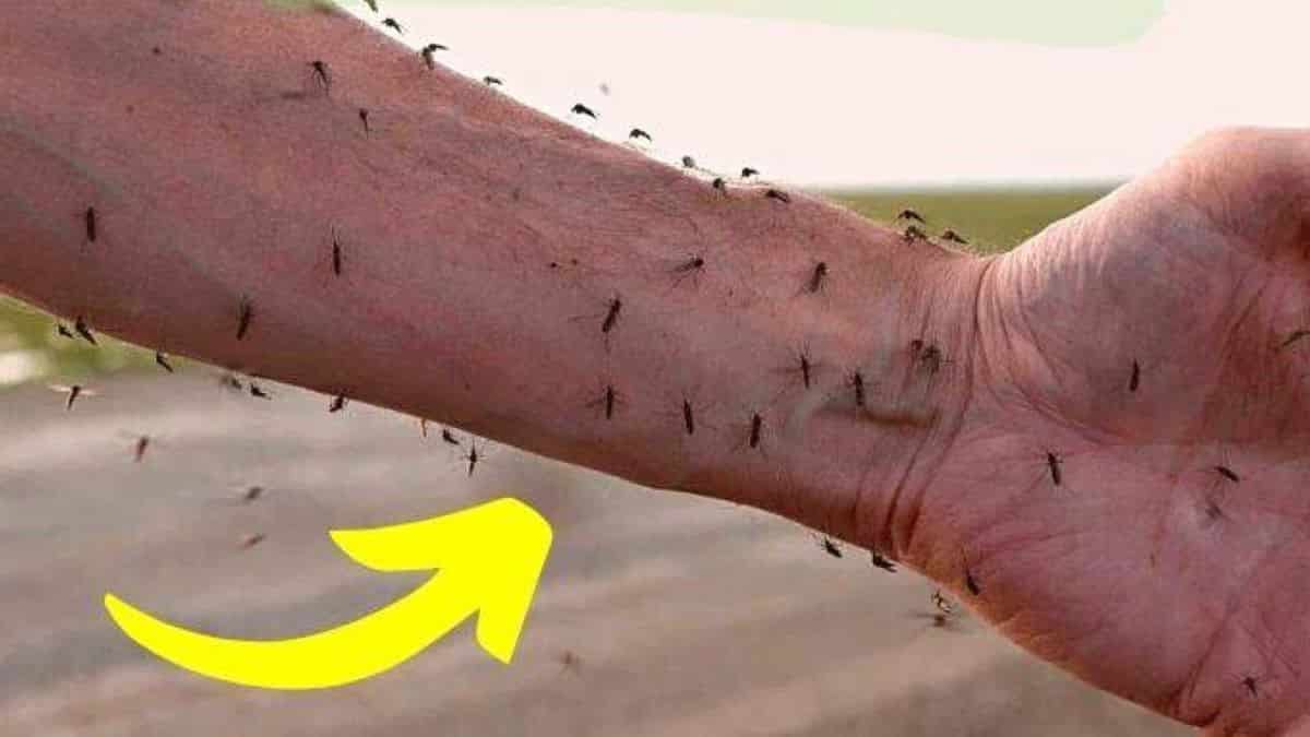 Voici pourquoi les moustiques sont attirés par votre peau ! Des remèdes enfin efficaces