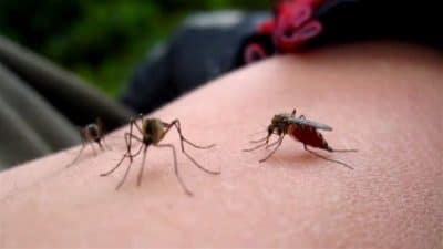 Des scientifiques ont découvert comment les moustiques détectent l’odeur humaine