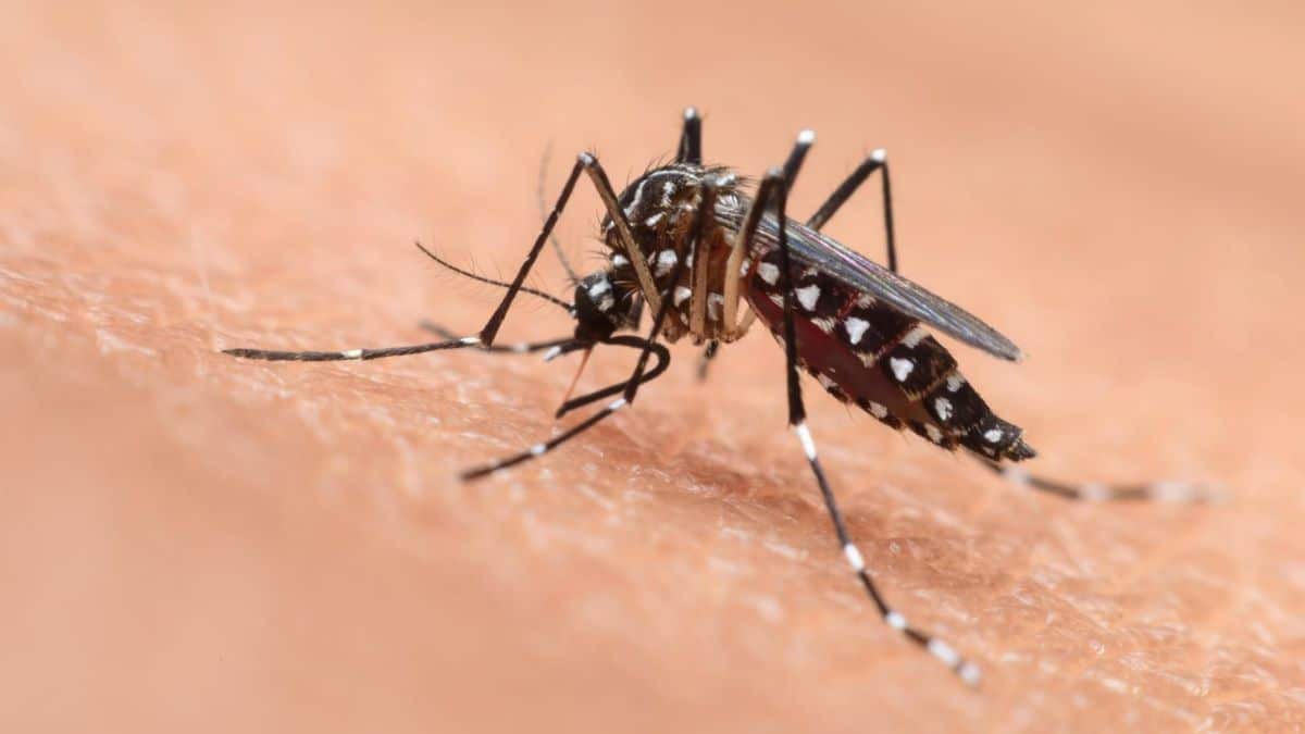 Moustiques : nouvelle découverte majeure pour lutter contre les piqûres, les infos ici