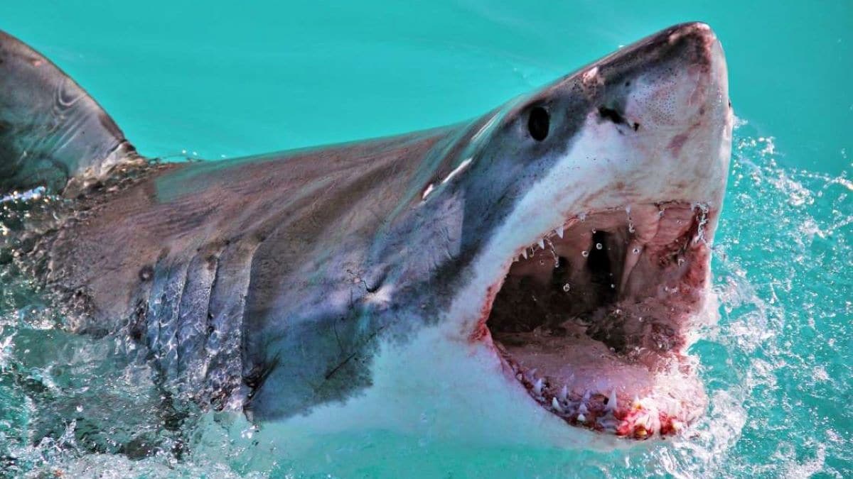 Un garçon de 10 ans victime d’une attaque de requin… la suite est glaçante !Un garçon de 10 ans victime d’une attaque de requin… la suite est glaçante !