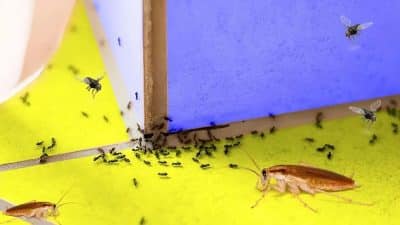 Ces remèdes naturels sont magiques pour éradiquer les cafards, moustiques, fourmis et mouches
