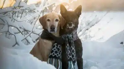 Voici comment prendre soin de votre chien face au froid en hiver, selon une vétérinaire