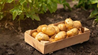 Pommes de terre : voici pourquoi il faut vous attendre à une flambée des prix en 2023