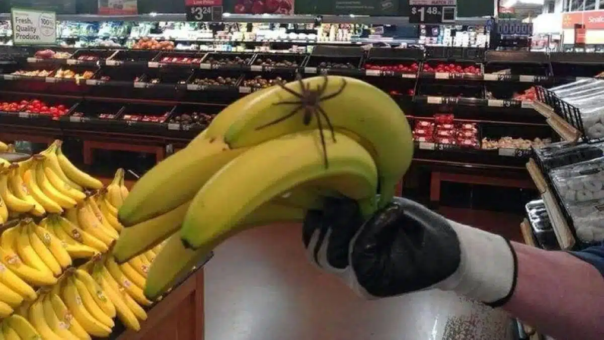 Des araignées tropicales ont été trouvées dans des bananes dans un supermarché, ce qui a provoqué une grande frayeur parmi les clients.