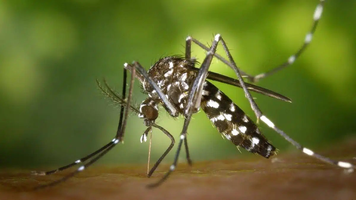 Moustique tigre : voici comment vous protéger de la dengue, chikungunya et du zika