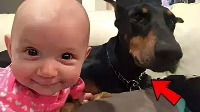 Ce chien attrape le bébé par sa couche et le balance en l’air, la mère découvre la raison effroyable