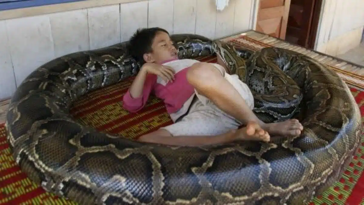 Un petit garçon dort chaque nuit avec un python de 6 mètres, la tragédie sera terrible !
