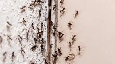 L’astuce naturelle et super efficace pour enfin vous débarrasser des fourmis