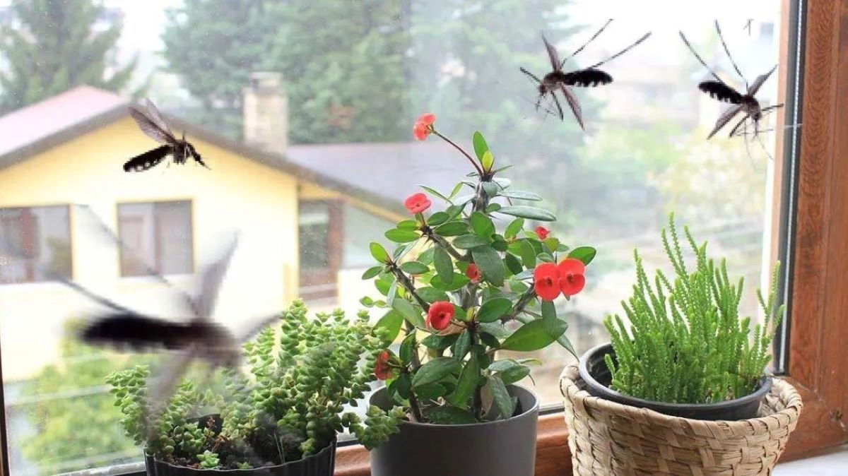 Le top des plantes qui sont des répulsifs puissants contre les cafards, moustiques et mouches
