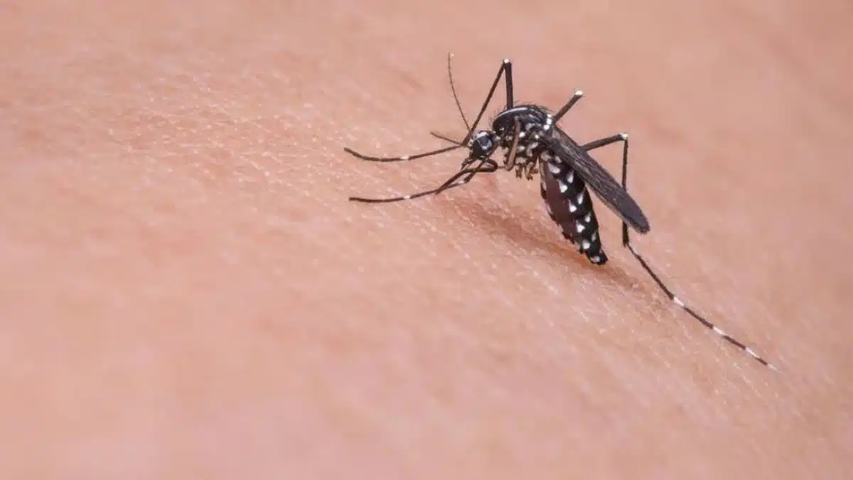 Piqûres de moustiques : enfin un répulsif révolutionnaire et efficace à plus de 99% !