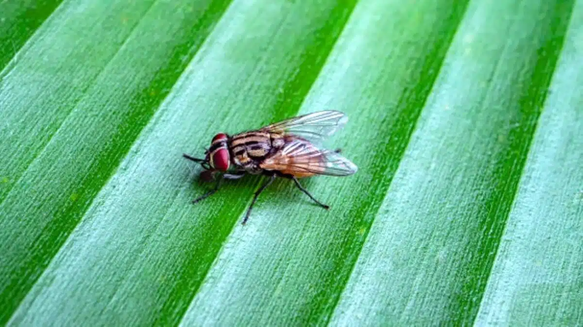 Les astuces naturelles et infaillibles pour enfin se débarrasser des mouches cet été