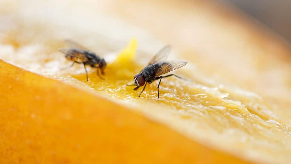 Ne tuez jamais plus les mouche dans votre maison sous risque d’infestations