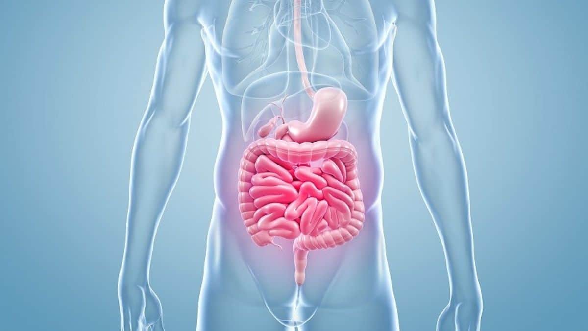 Cancer de l’intestin grêle : les symptômes révélateurs, le diagnostic et les traitements