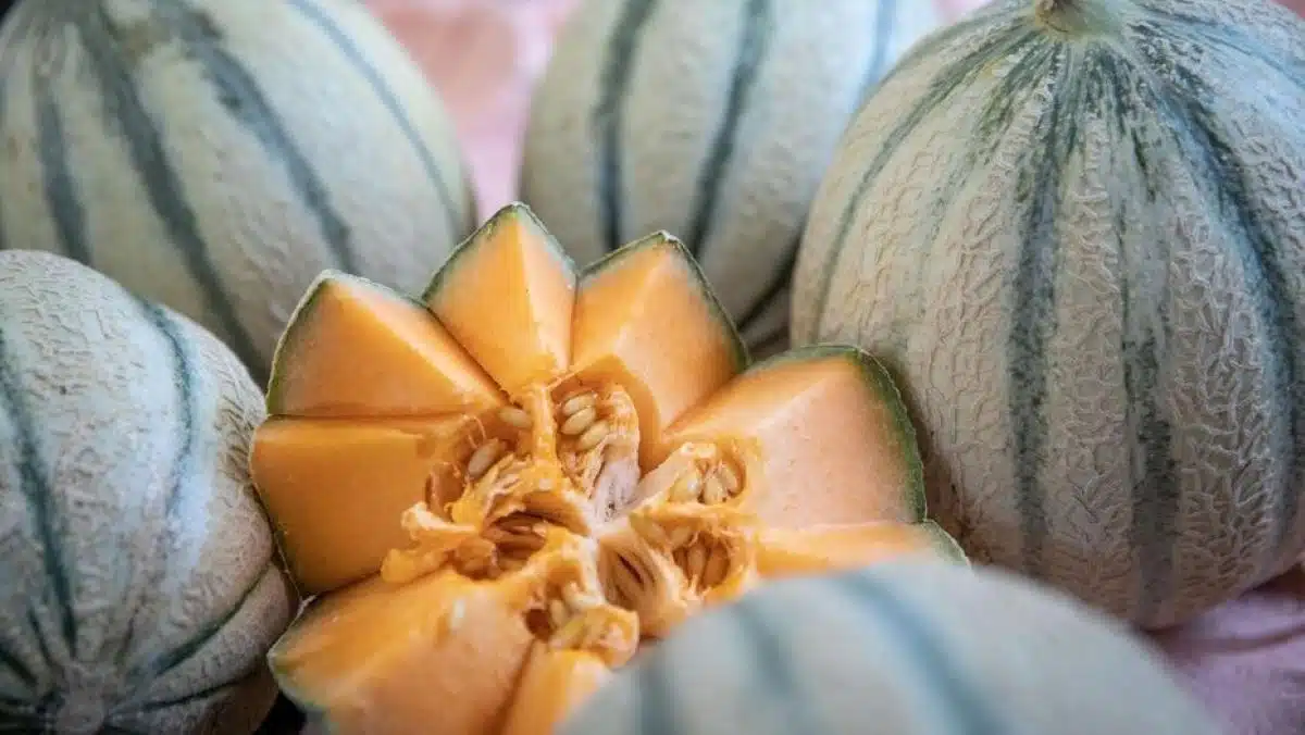 4 astuces magiques pour recycler les écorces des melons, et vous allez adorer !