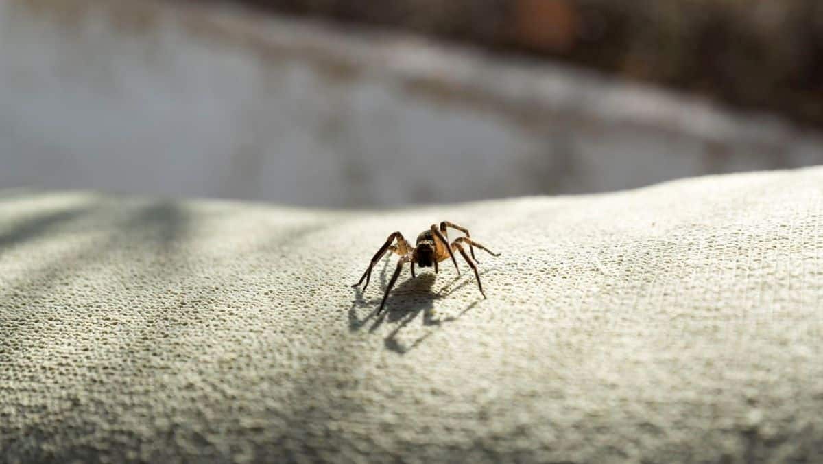Ne relâchez jamais une araignée dans votre jardin, des experts expliquent pourquoi