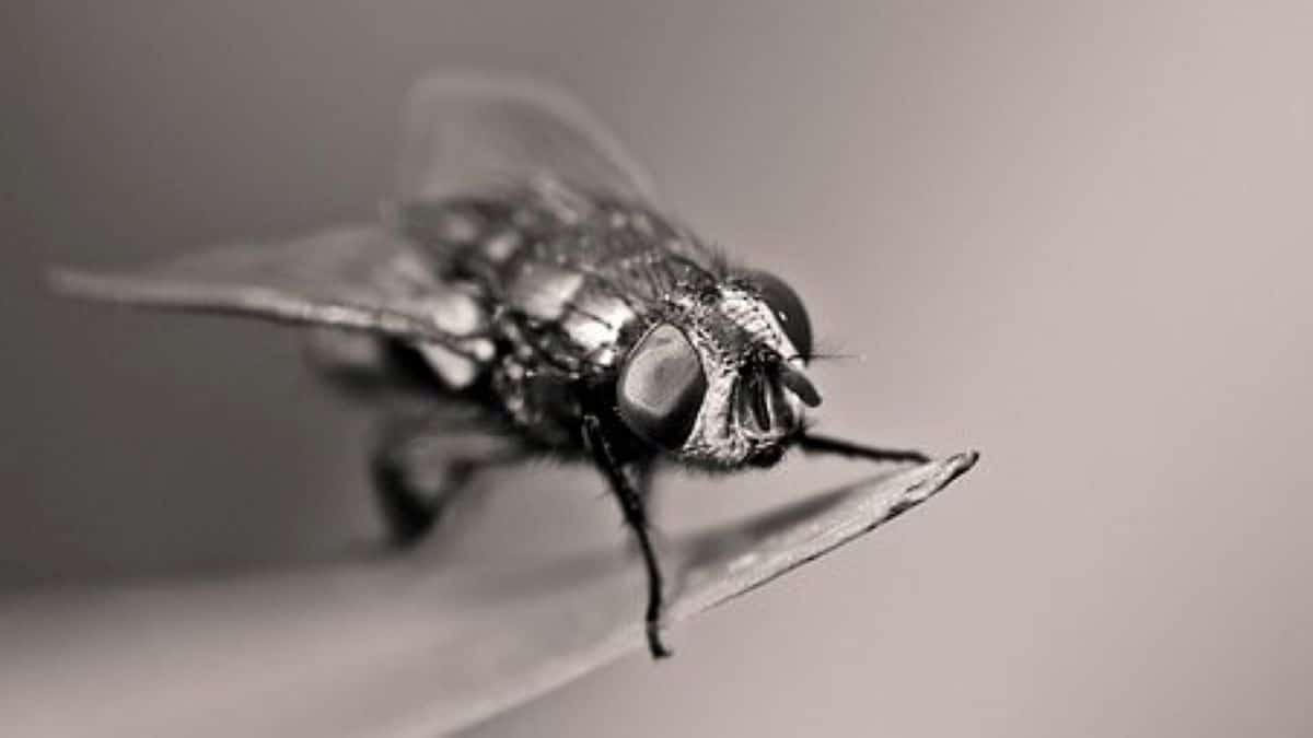 Alerte à la prolifération de mouches noires, ses morsures peuvent conduire à l’hôpital, attention