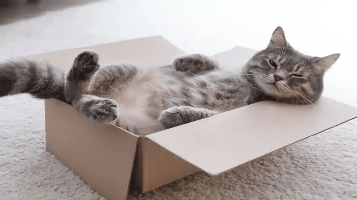 La véritable raison pour laquelle les chats adorent les cartons