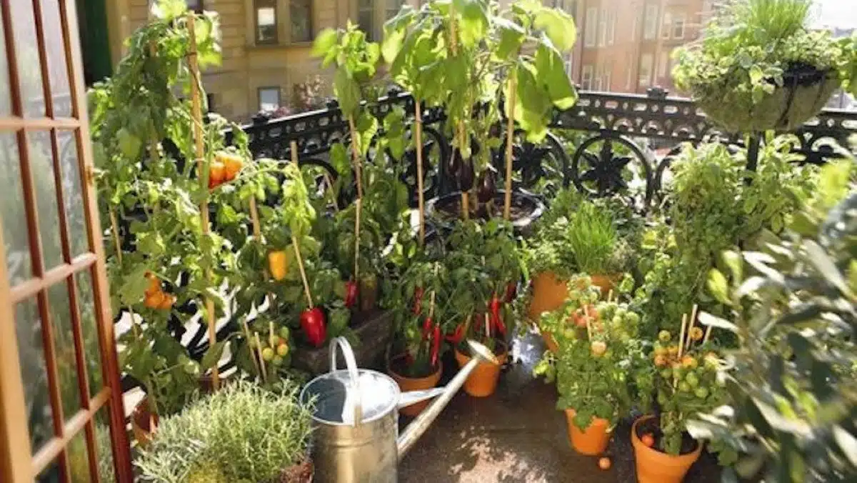 Le top 10 des légumes à cultiver facilement en pot, parfaits pour votre balcon ou terrasse