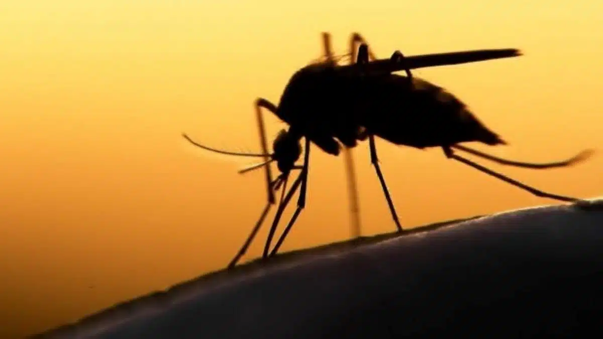 Moustique : 3 personnes contaminées par le virus du Nil occidental dans ce département