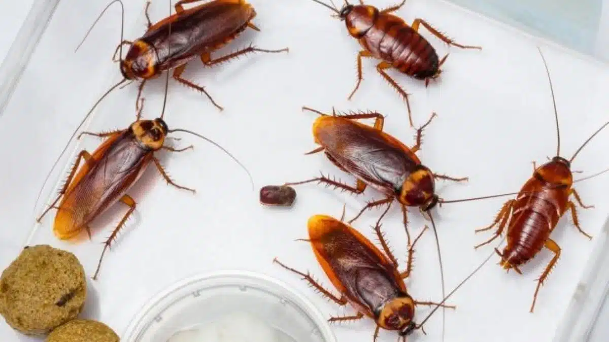 Cafards et fourmis : cette odeur naturelle qui les fait tous fuir à tout jamais !