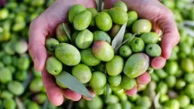 Les 5 vertus méconnues et magiques des olives vertes sur votre santé