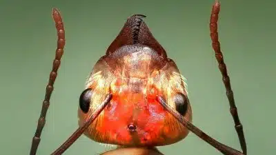Ce parasite transforme les fourmis en zombie grâce à sa méthode redoutable