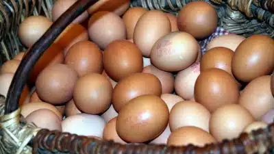 Les œufs pourraient devenir hors de prix à cause de cette loi européenne