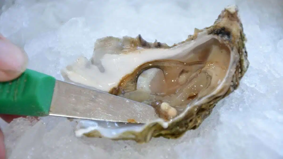 Est-il vraiment possible de trouver des perles dans les huîtres?