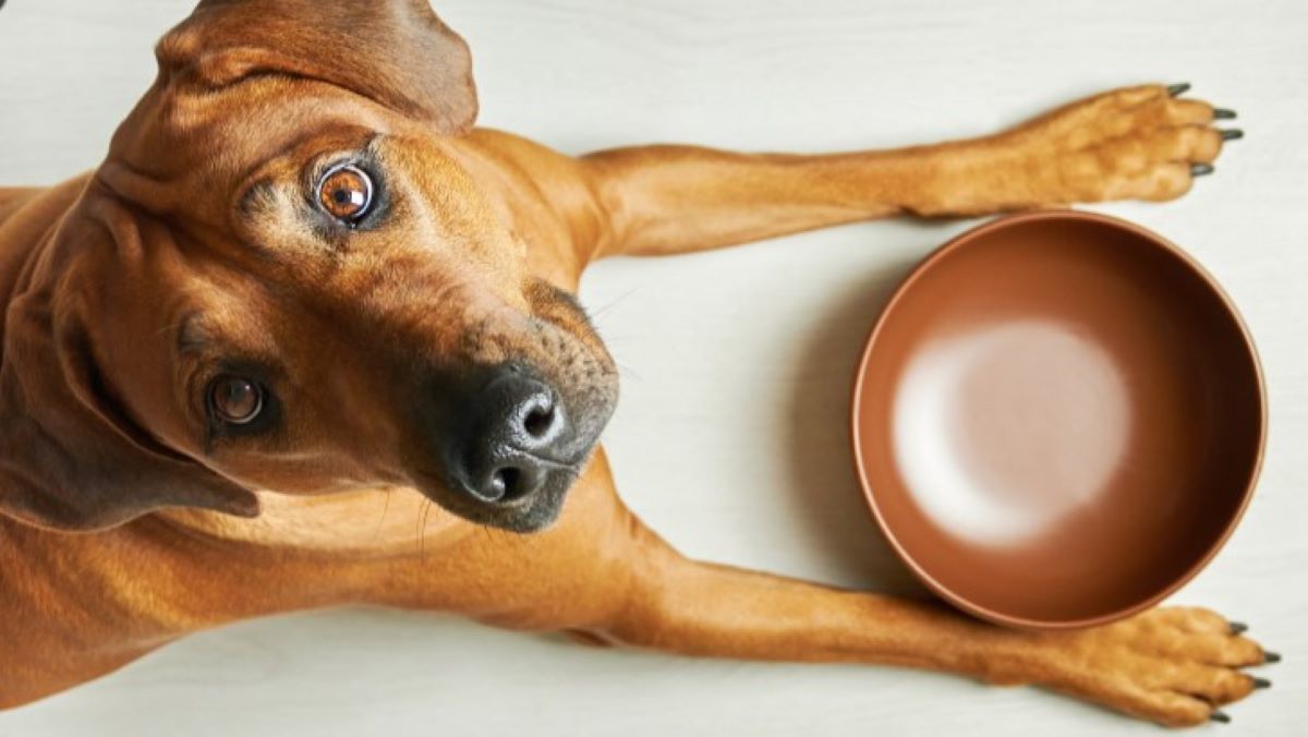 Peut-on donner les restes de ses repas à son chien ?