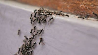 Fini les fourmis, cette astuce 100% naturelle permet de s’en débarrasser pour de bon