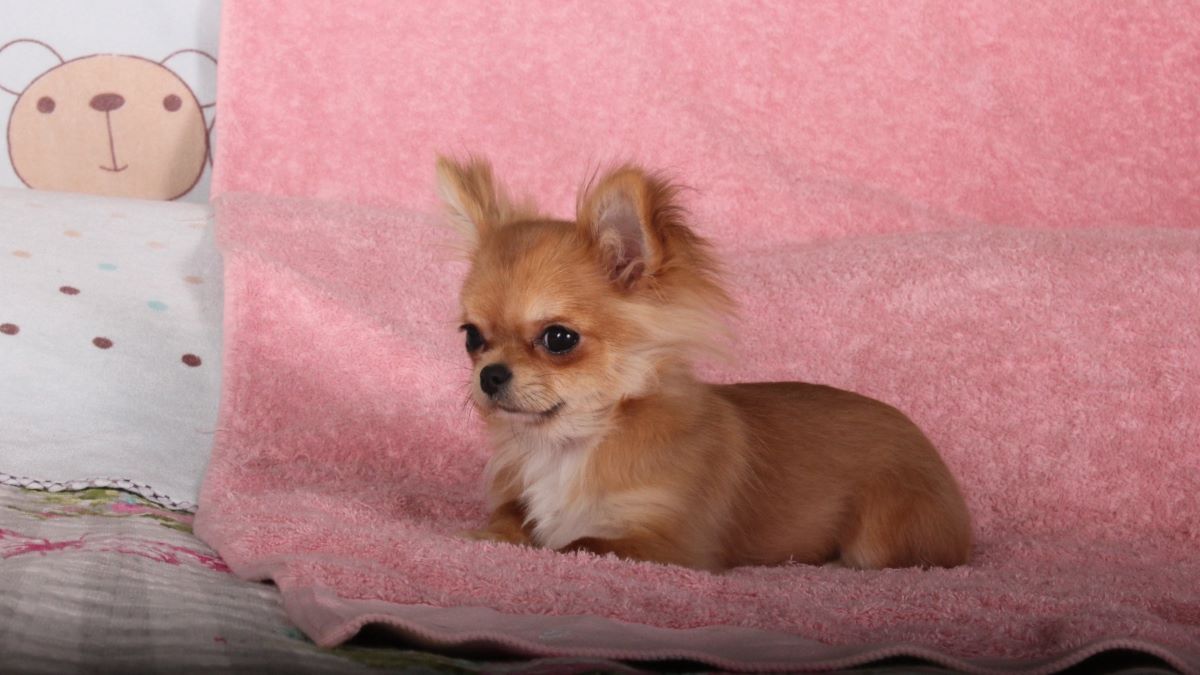 Ces infos surprenantes à connaître avant d'adopter un Chihuahua